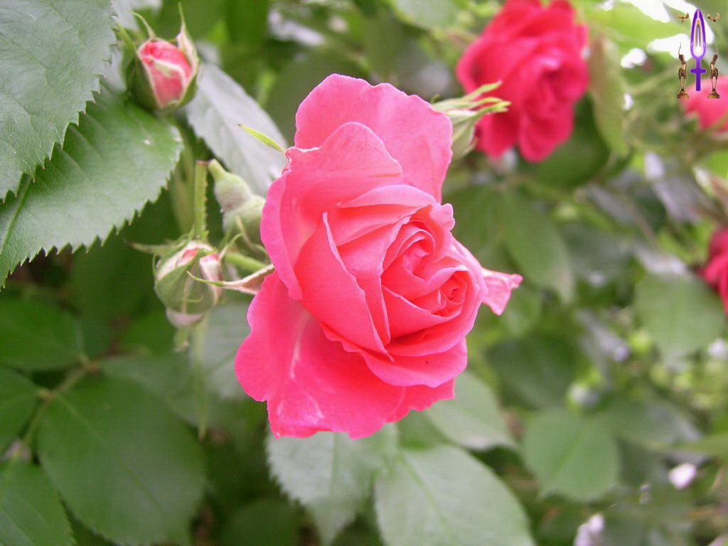 Croix de Lumière, Photo de la Série H No 13 