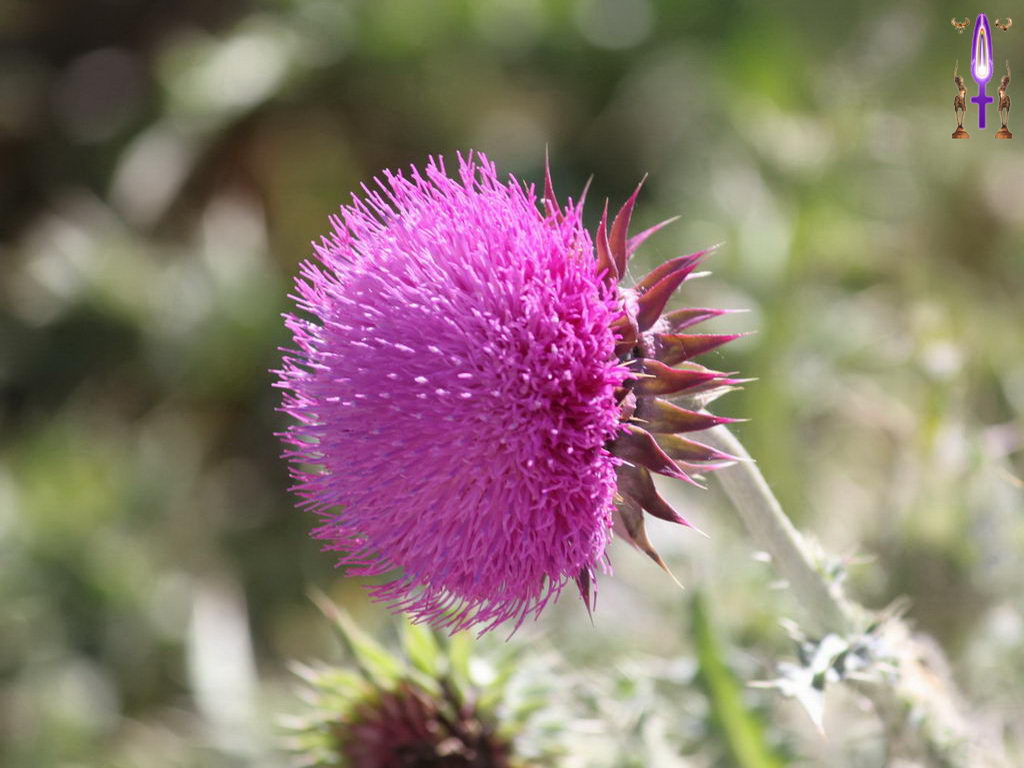 Croix de Lumière, Photo de la Série H No 14 