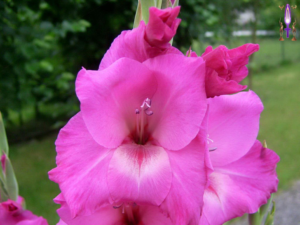 Croix de Lumière, Photo de la Série H No 15 