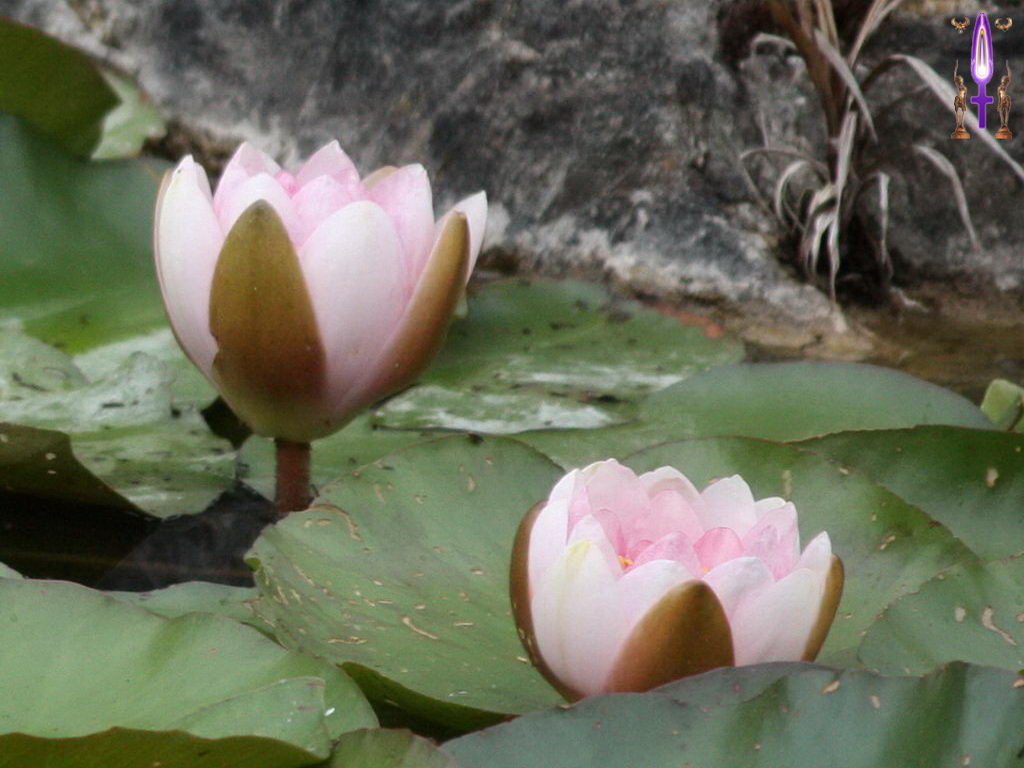 Croix de Lumière, Photo de la Série H No 17 