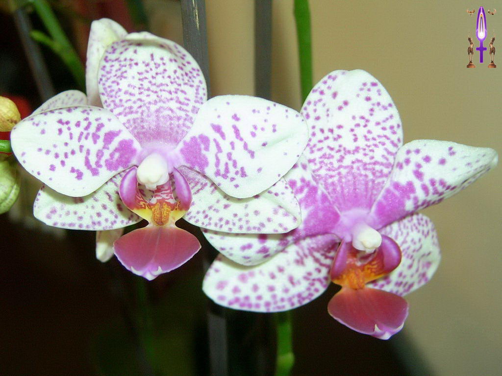 Croix de Lumière, Photo de la Série H No 18 