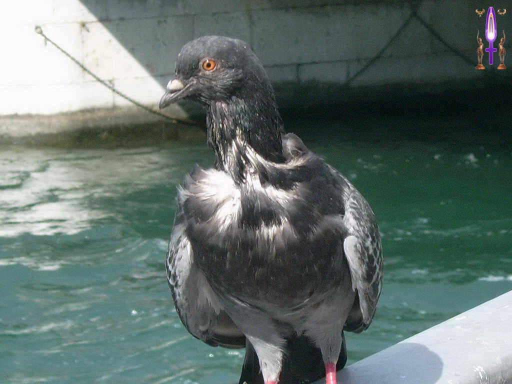 Croix de Lumière, Photo de la Série H No 19 