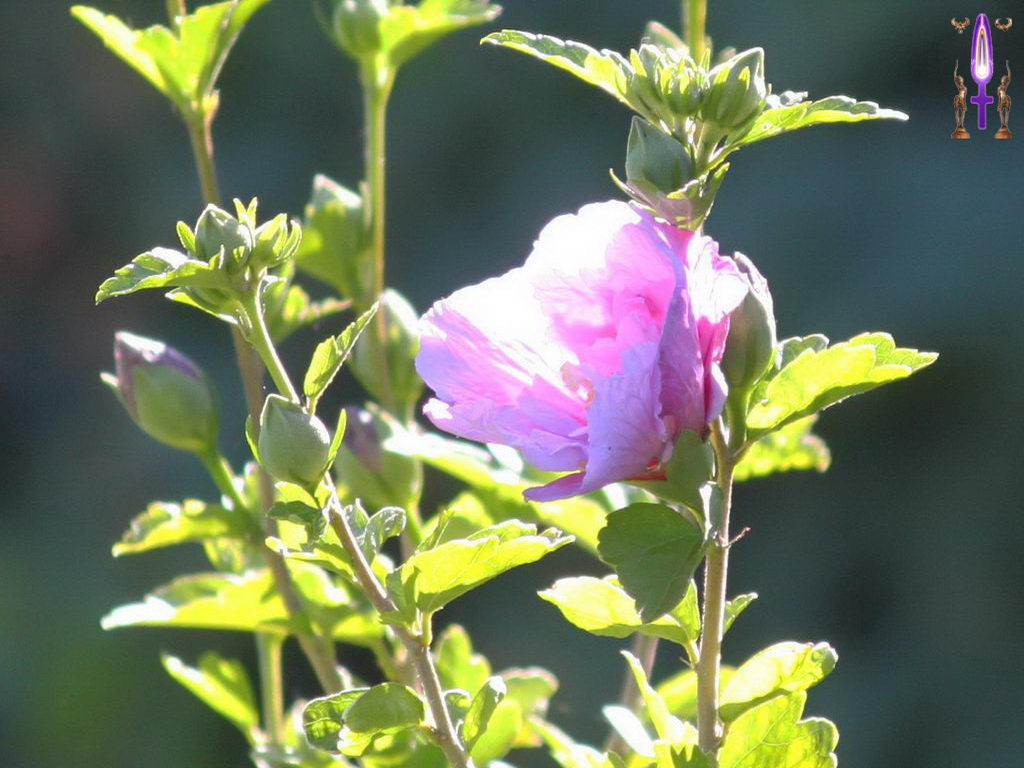 Croix de Lumière, Photo de la Série H No 20 