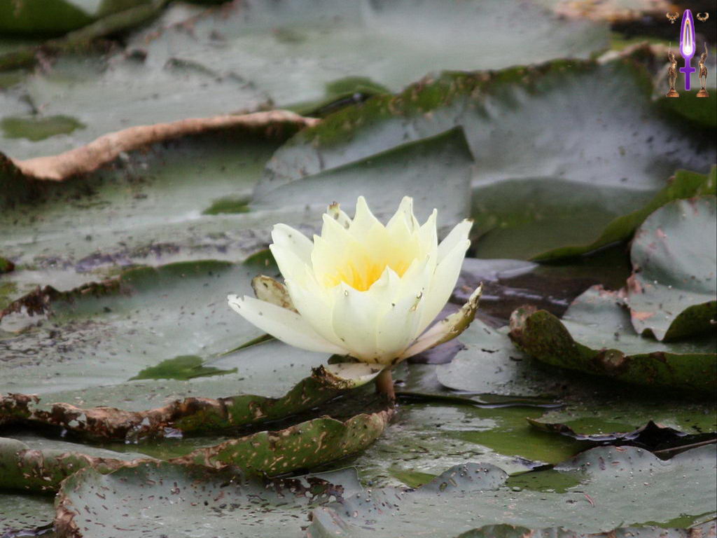 Croix de Lumière, Photo de la Série H No 21 