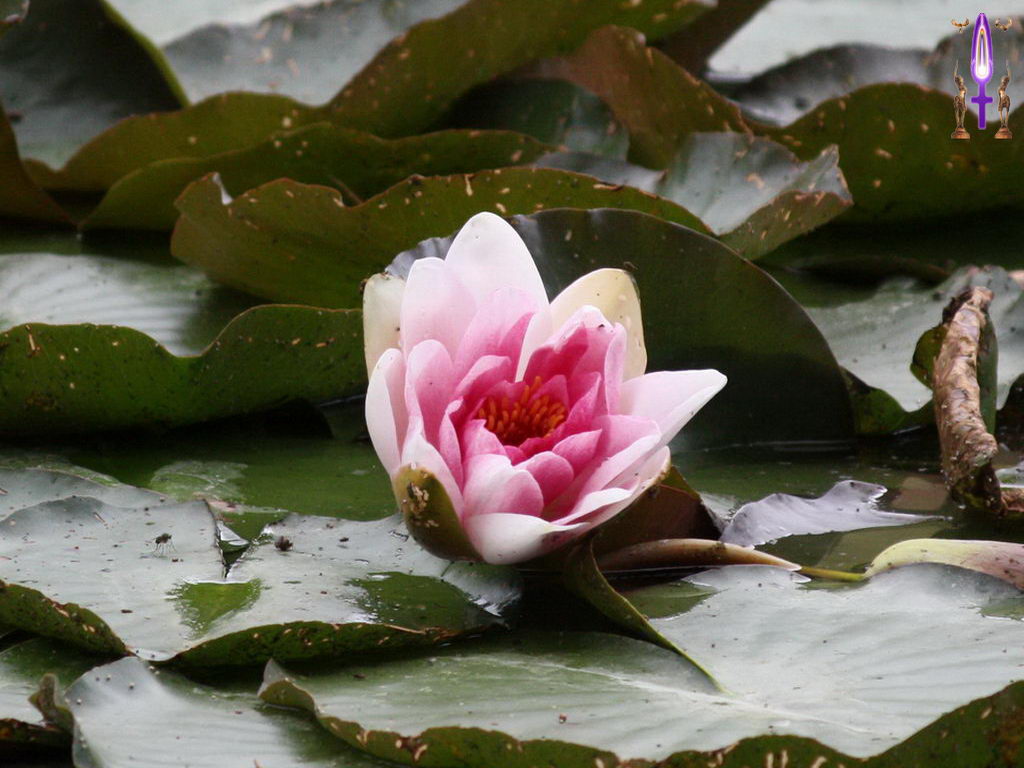 Croix de Lumière, Photo de la Série H No 22 