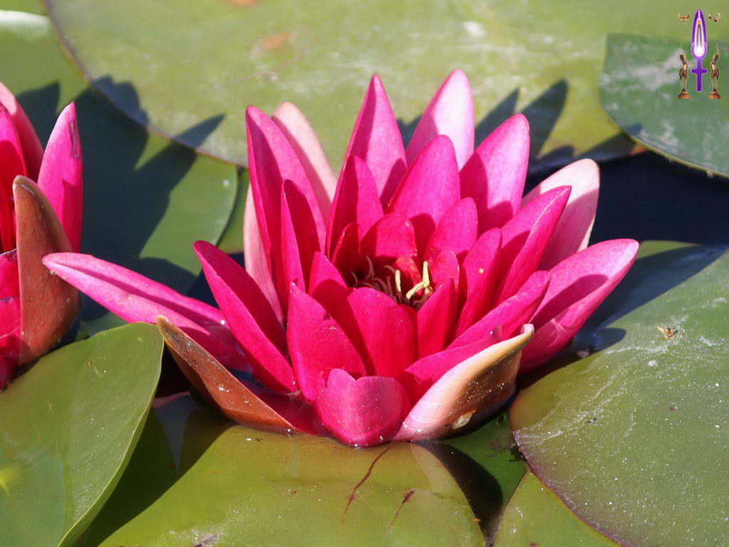 Croix de Lumière, Photo de la Série H No 24 