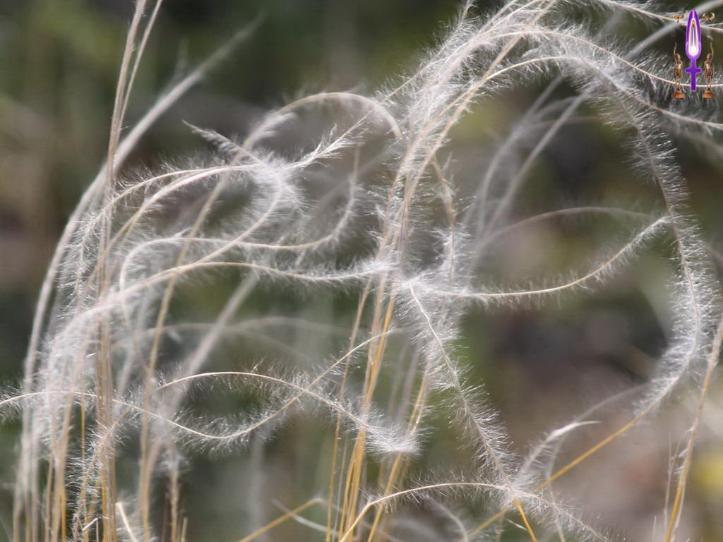 Croix de Lumière, Photo de la Série H No 26 
