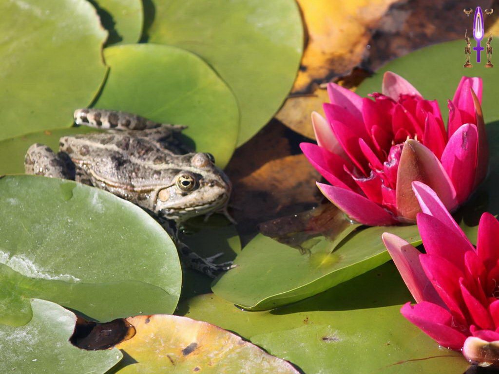Croix de Lumière, Photo de la Série H No 27 