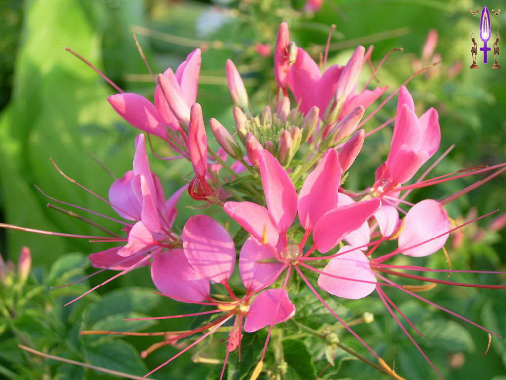Croix de Lumière, Photo de la Série H No 30 