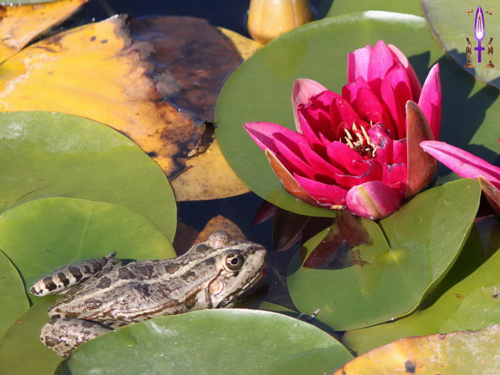 Croix de Lumière, Photo de la Série H No 32 