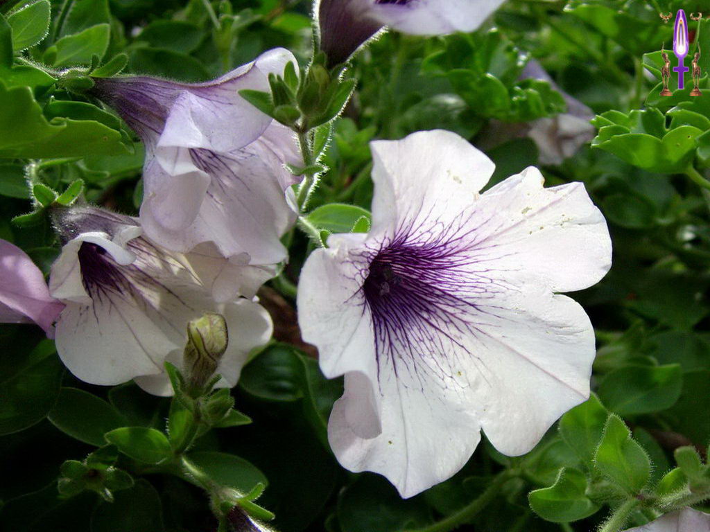 Croix de Lumière, Photo de la Série H No 33 