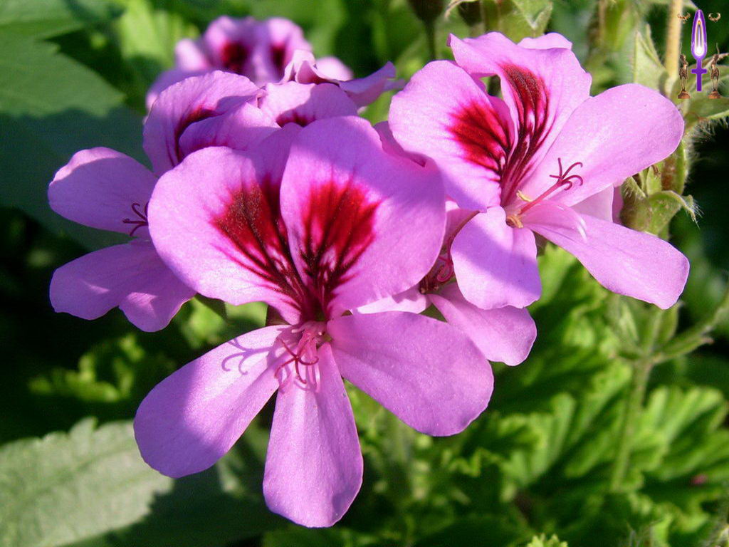 Croix de Lumière, Photo de la Série H No 34 