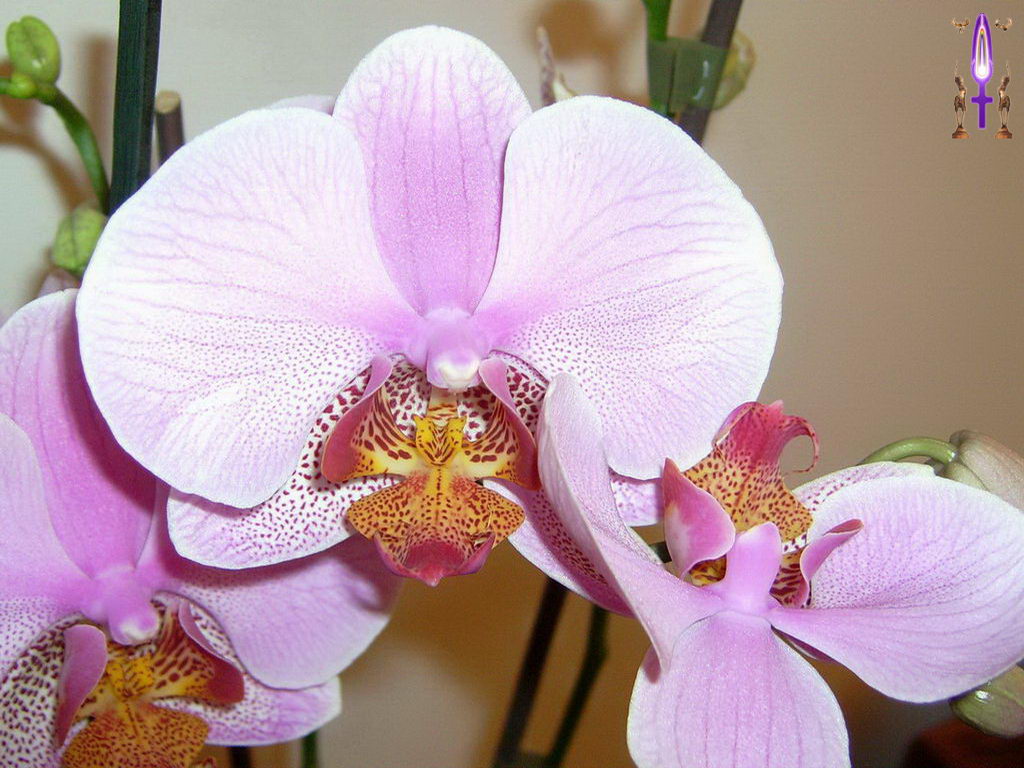 Croix de Lumière, Photo de la Série H No 35 