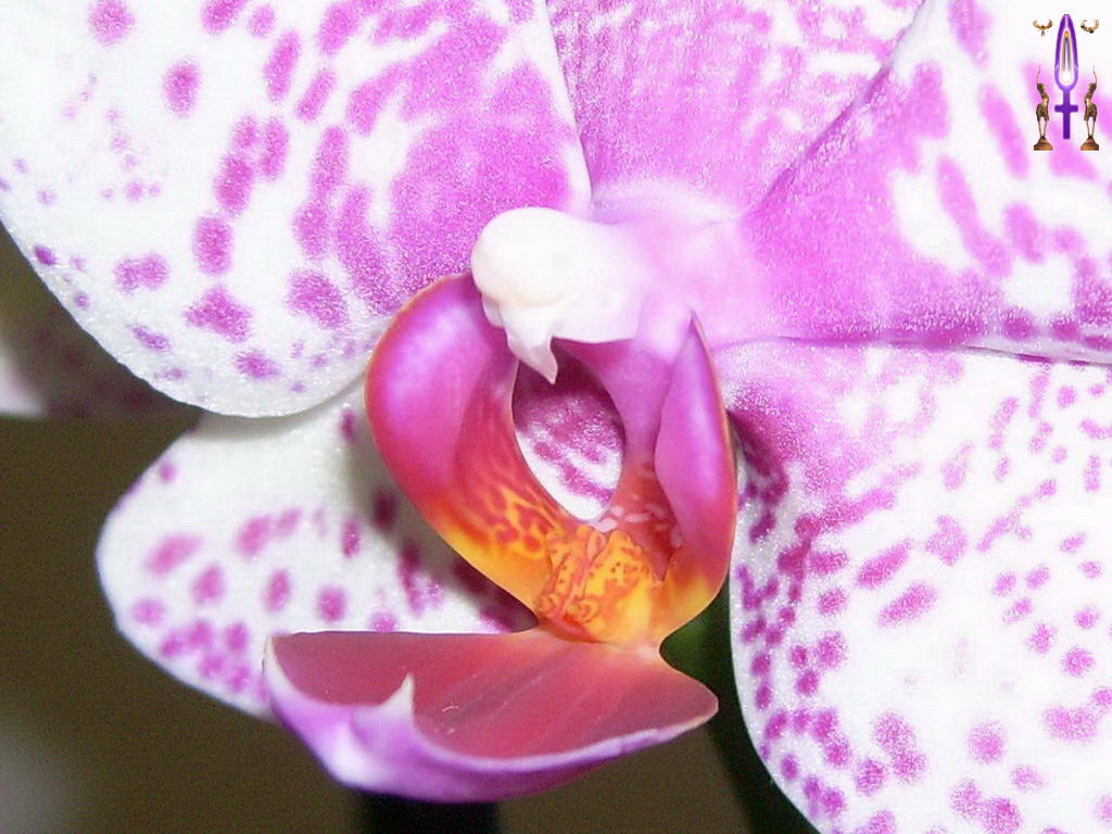 Croix de Lumière, Photo de la Série H No 36 