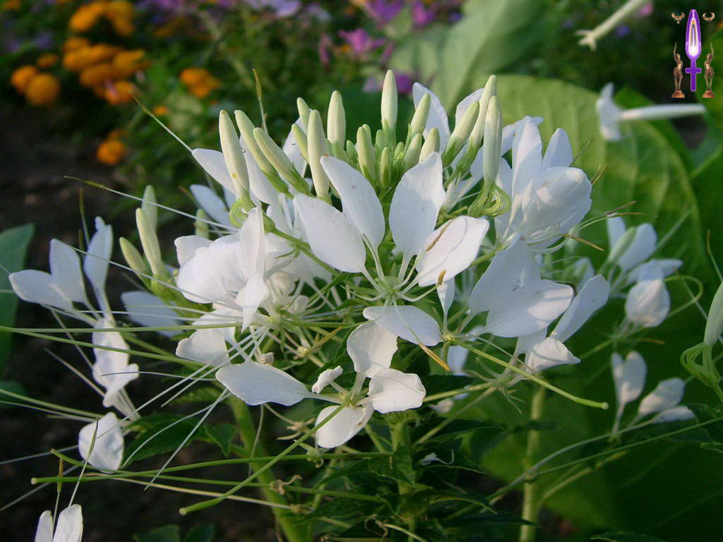 Croix de Lumière, Photo de la Série H No 37 