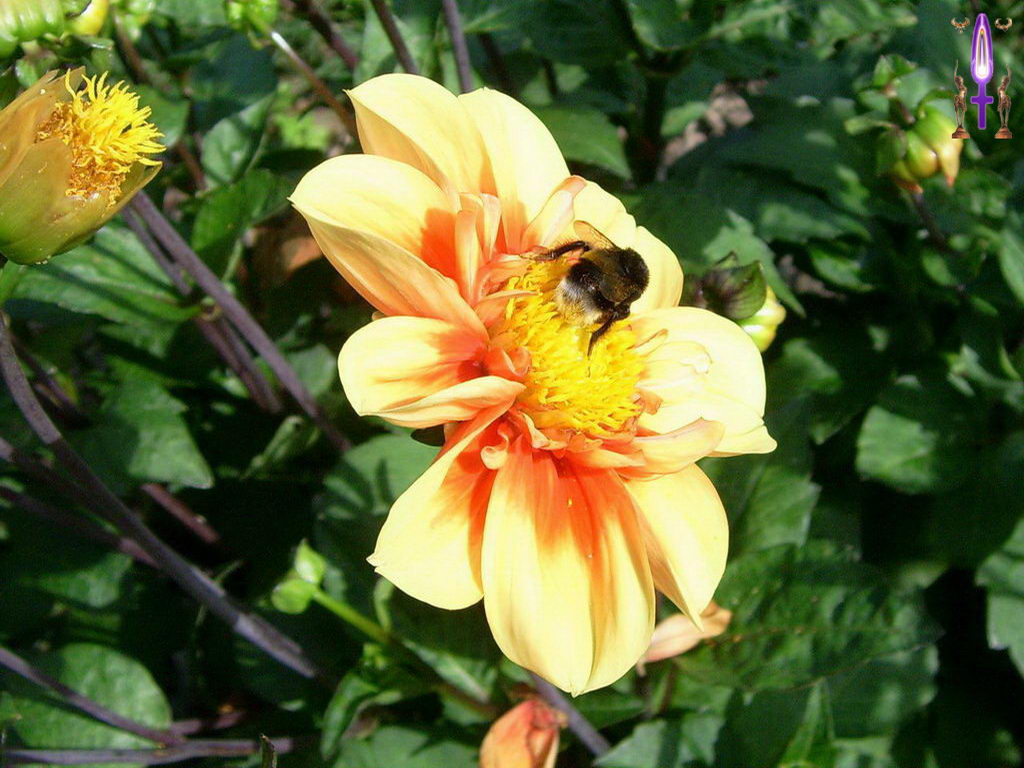 Croix de Lumière, Photo de la Série H No 38 