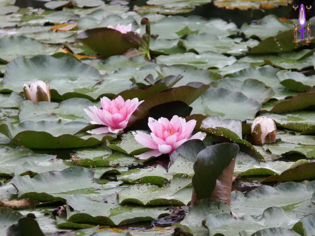 Croix de Lumière, Photo de la Série H No 40 