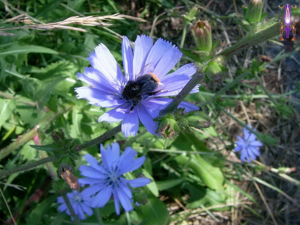 Croix de Lumière, Photo de la Série H No 41 