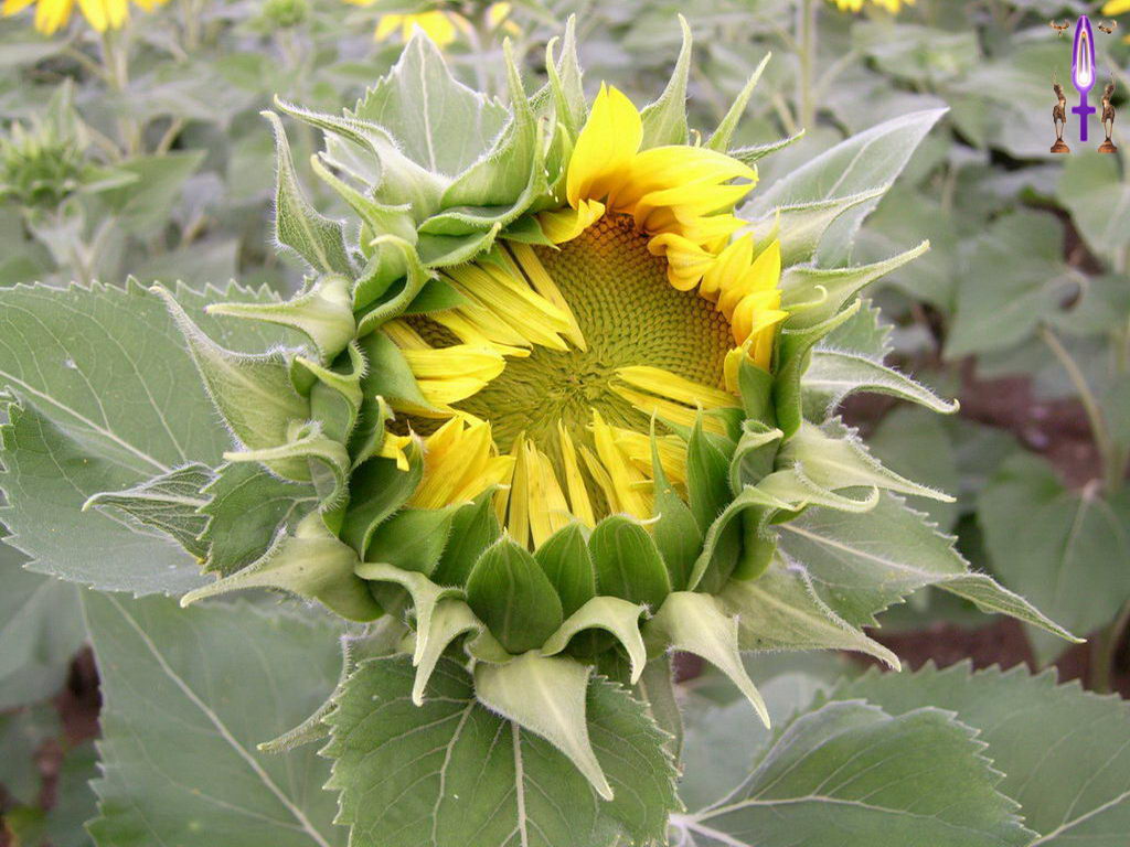 Croix de Lumière, Photo de la Série H No 42 