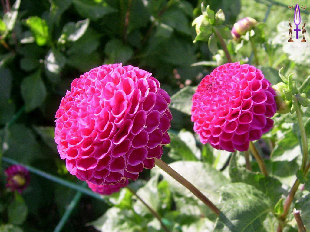 Croix de Lumière, Photo de la Série H No 43 