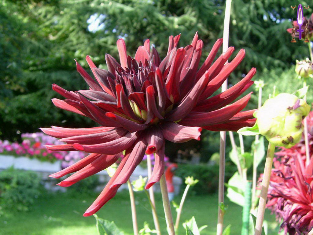 Croix de Lumière, Photo de la Série H No 44 