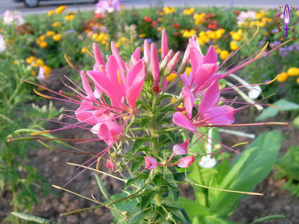 Croix de Lumière, Photo de la Série H No 45 