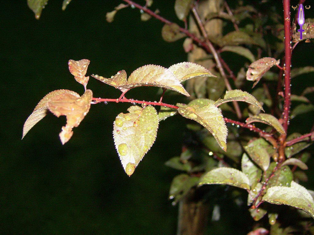 Croix de Lumière, Photo de la Série H No 46 