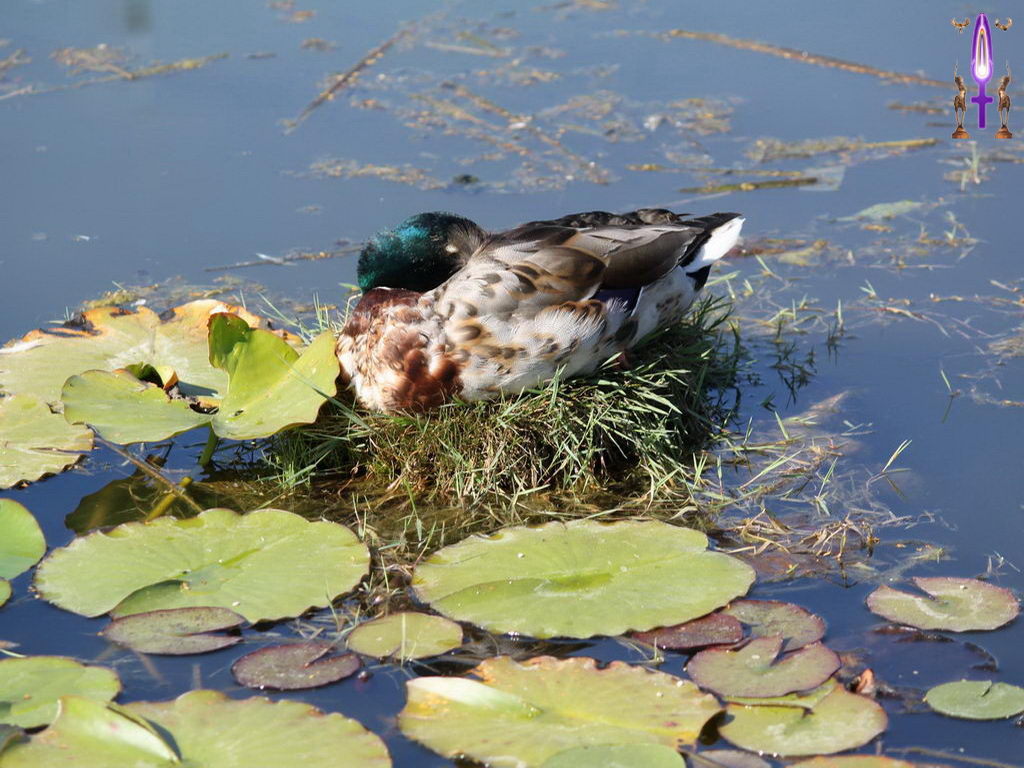 Croix de Lumière, Photo de la Série H No 47 