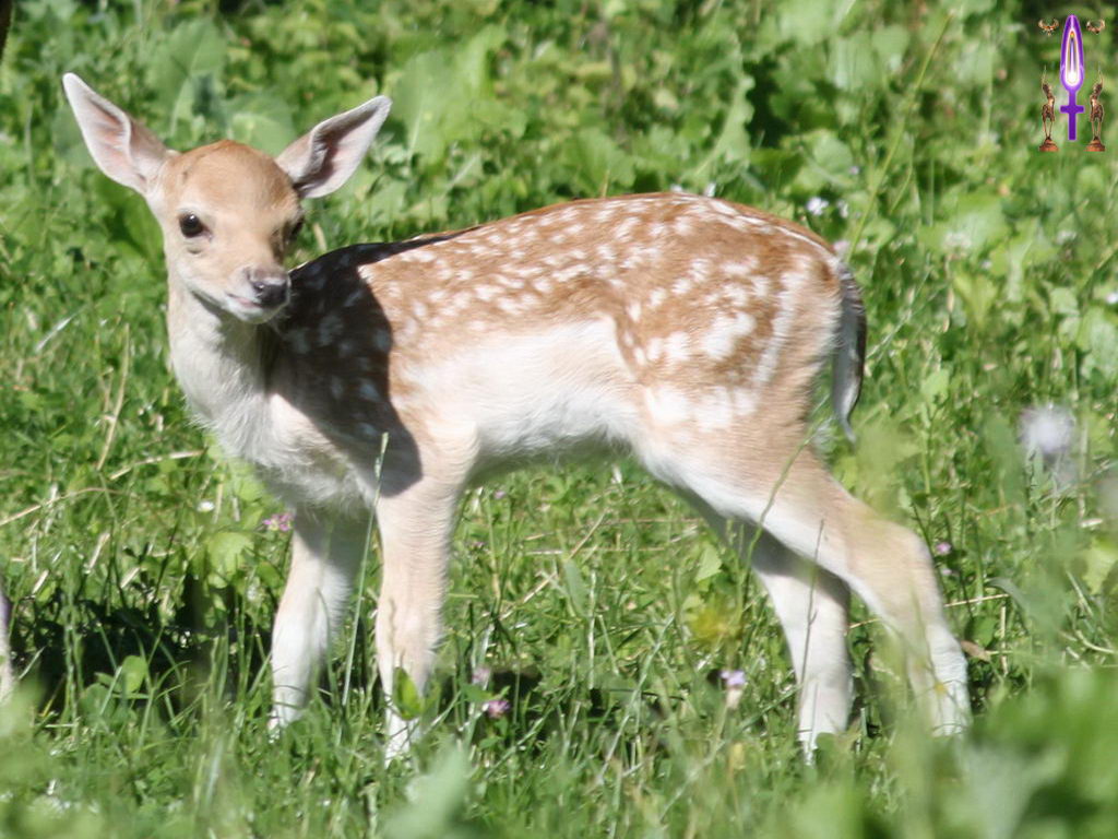 Croix de Lumière, Photo de la Série H No 48 