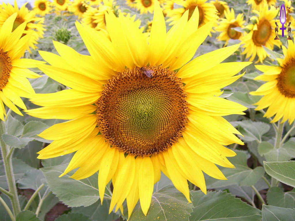 Croix de Lumière, Photo de la Série H No 52 