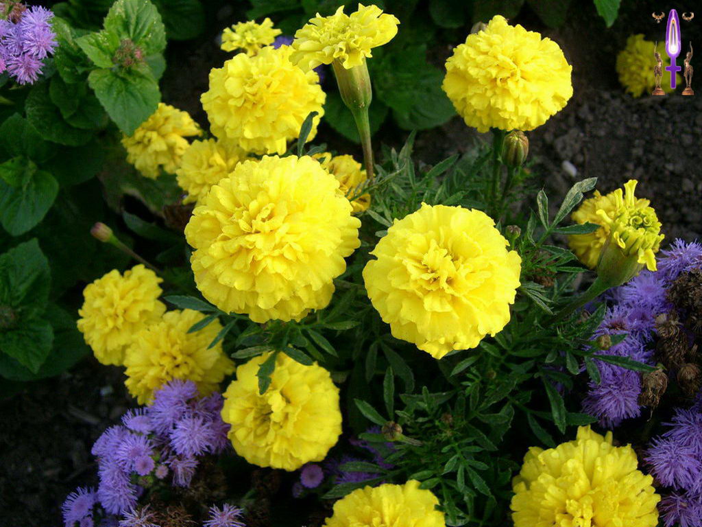 Croix de Lumière, Photo de la Série H No 55 