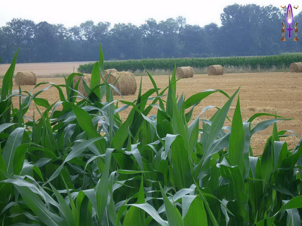 Croix de Lumière, Photo de la Série H No 56 