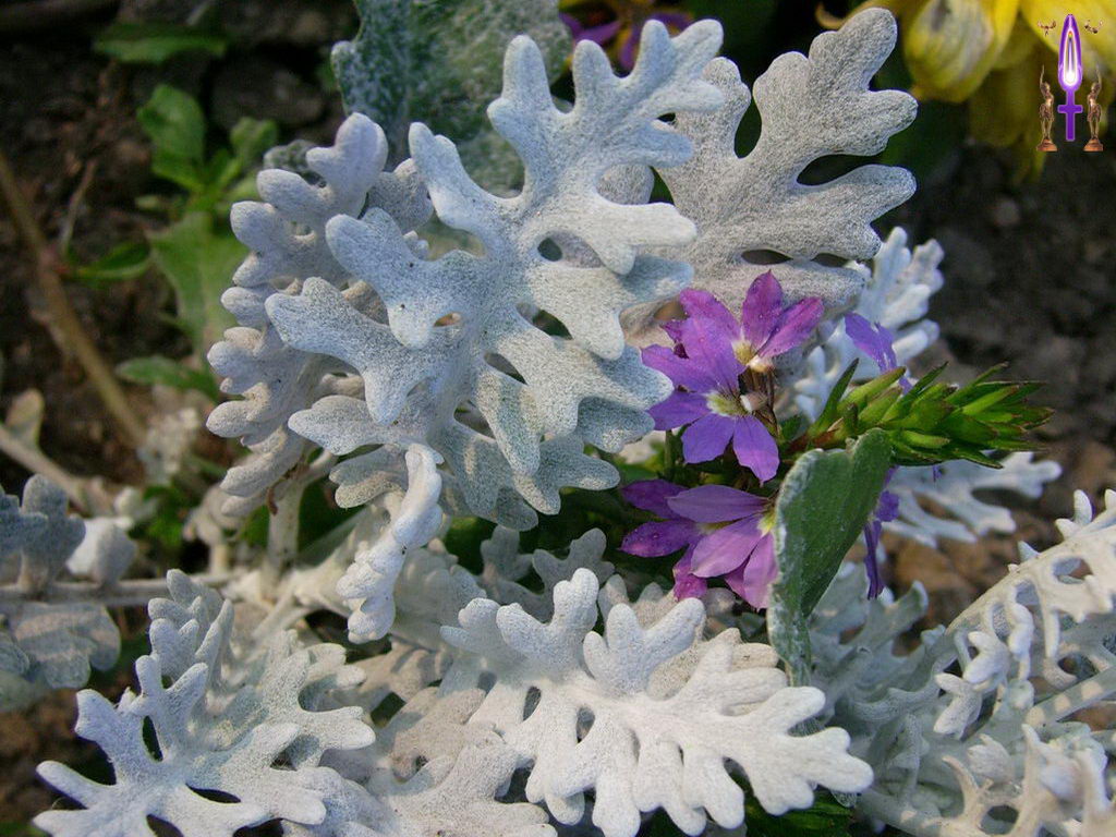 Croix de Lumière, Photo de la Série H No 57 