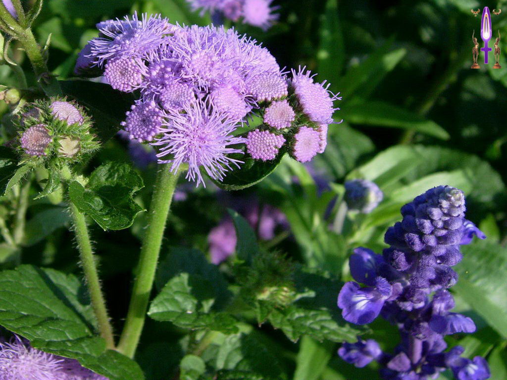 Croix de Lumière, Photo de la Série H No 58 