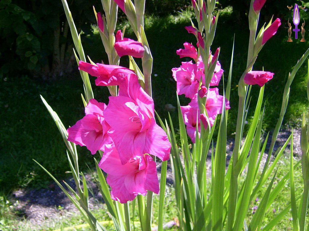 Croix de Lumière, Photo de la Série H No 62 