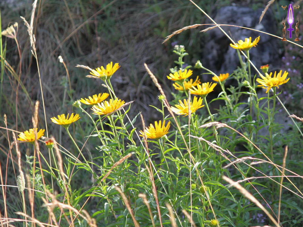 Croix de Lumière, Photo de la Série H No 66 