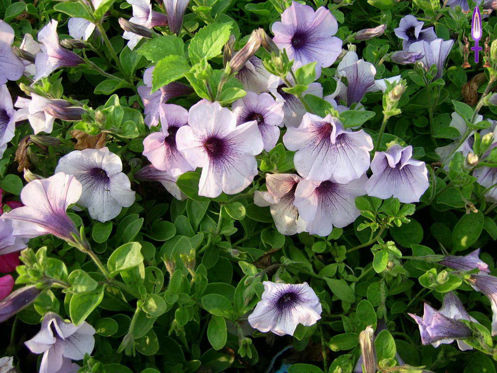 Croix de Lumière, Photo de la Série H No 71 