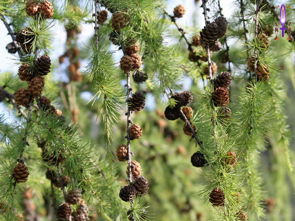 Croix de Lumière, Photo de la Série H No 73 