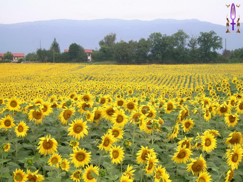 Croix de Lumière, Photo de la Série H No 76 