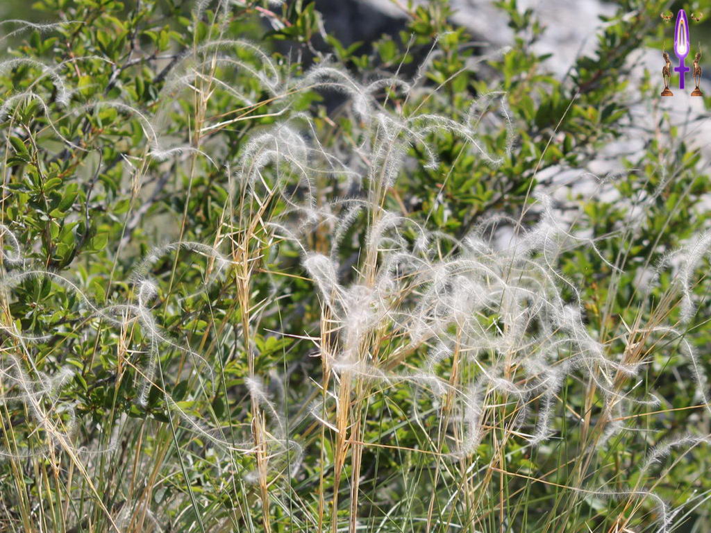 Croix de Lumière, Photo de la Série H No 78 