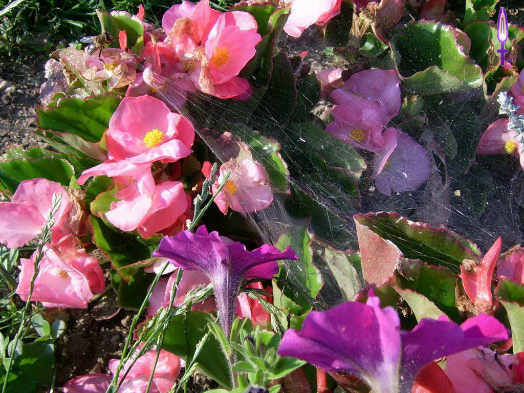 Croix de Lumière, Photo de la Série H No 010 