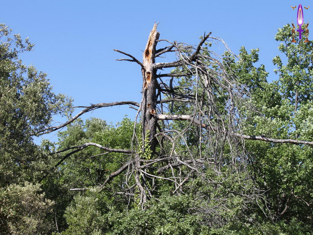 Croix de Lumière, Photo de la Série H No 97 
