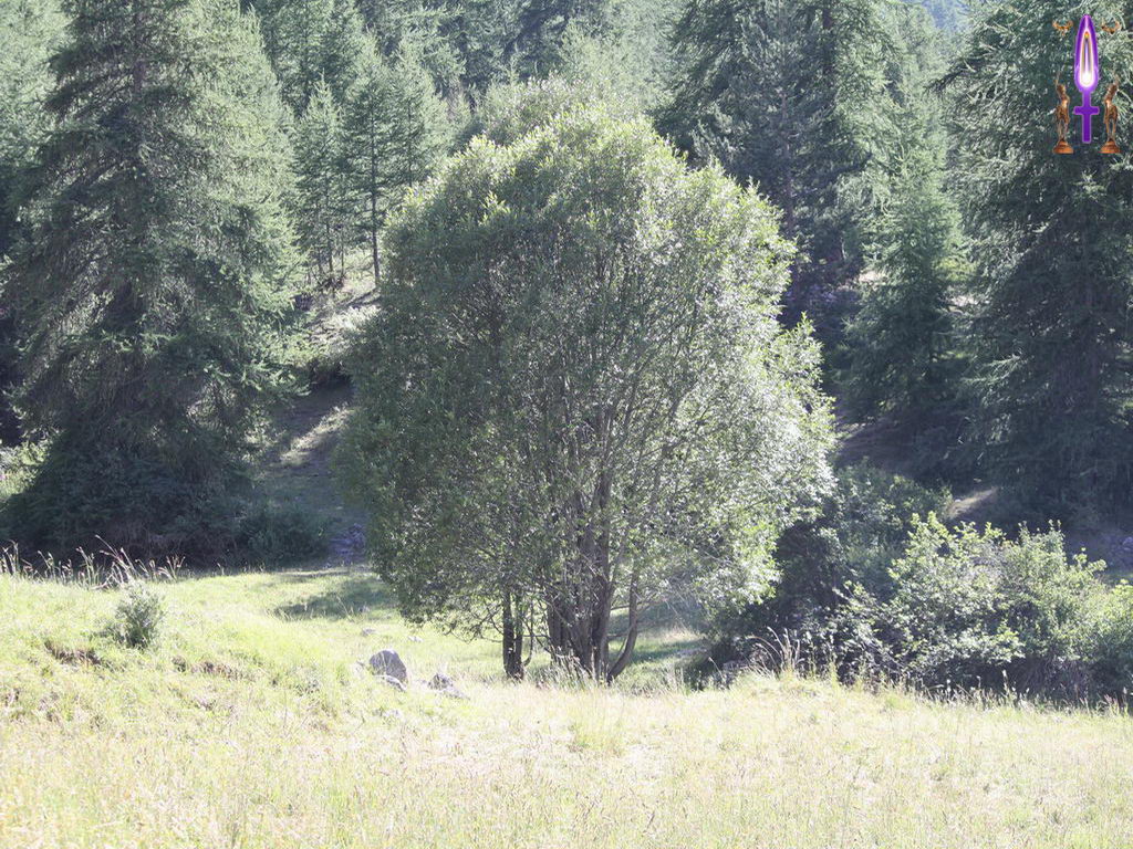 Croix de Lumière, Photo de la Série H No 103 