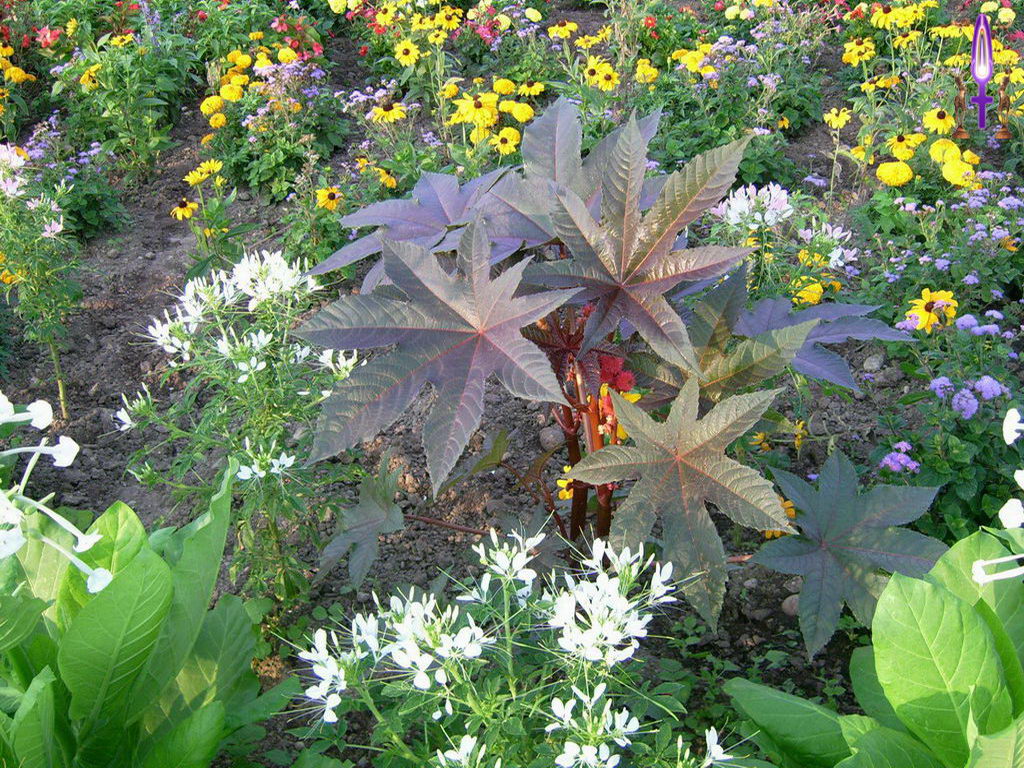 Croix de Lumière, Photo de la Série H No 105 