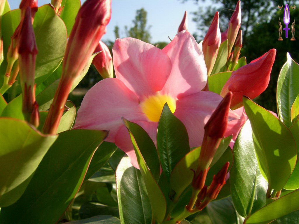 Croix de Lumière, Photo de la Série I No 3 