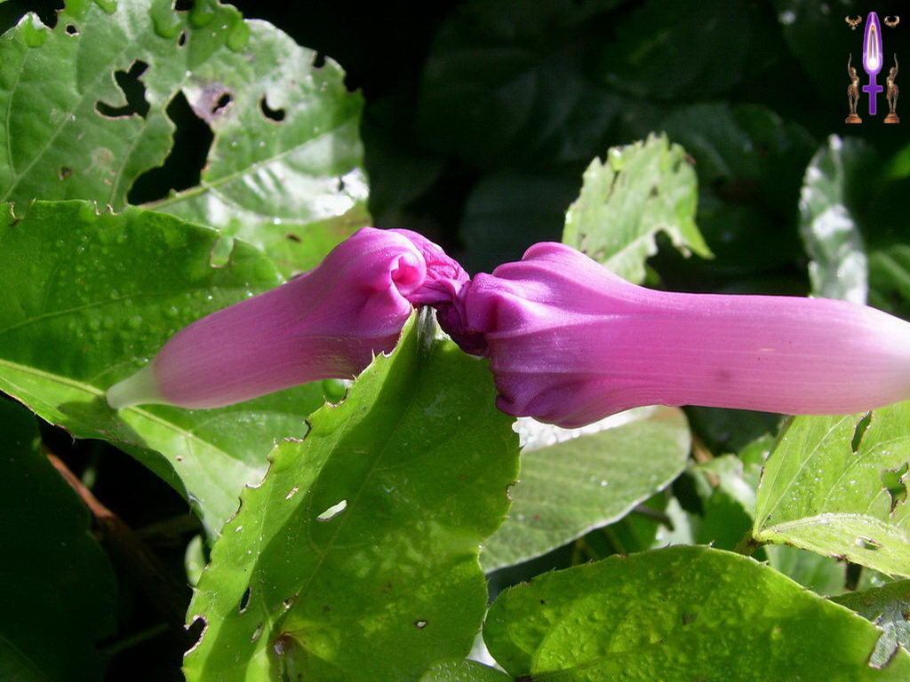 Croix de Lumière, Photo de la Série I No 4 