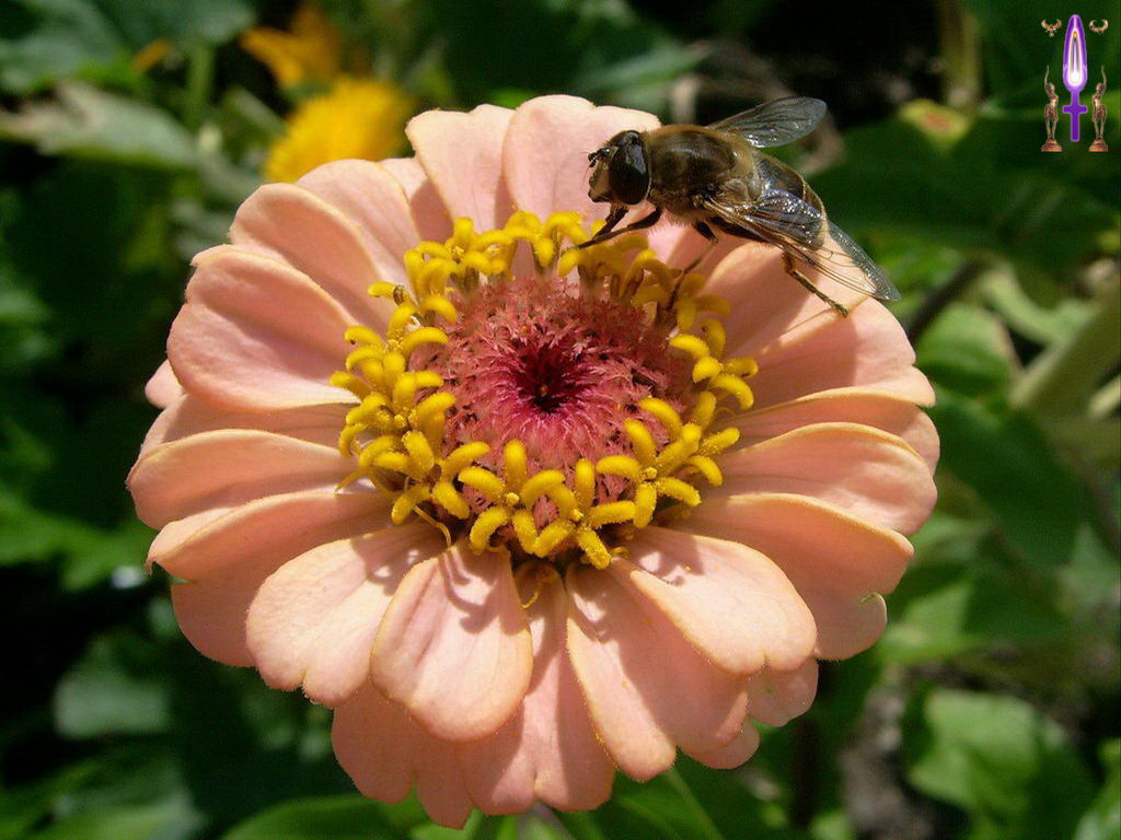 Croix de Lumière, Photo de la Série I No 6 