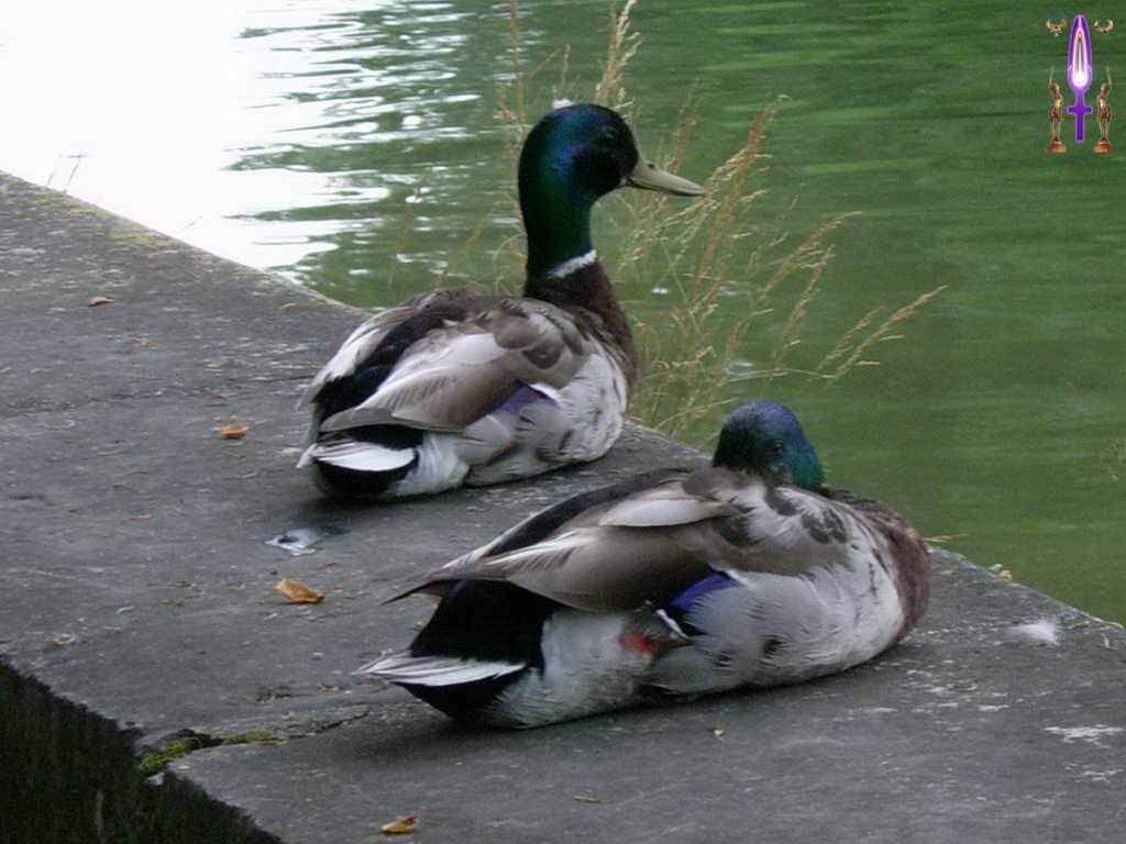 Croix de Lumière, Photo de la Série I No 7 