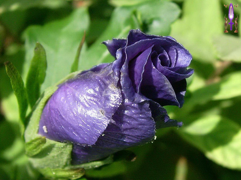 Croix de Lumière, Photo de la Série I No 8 
