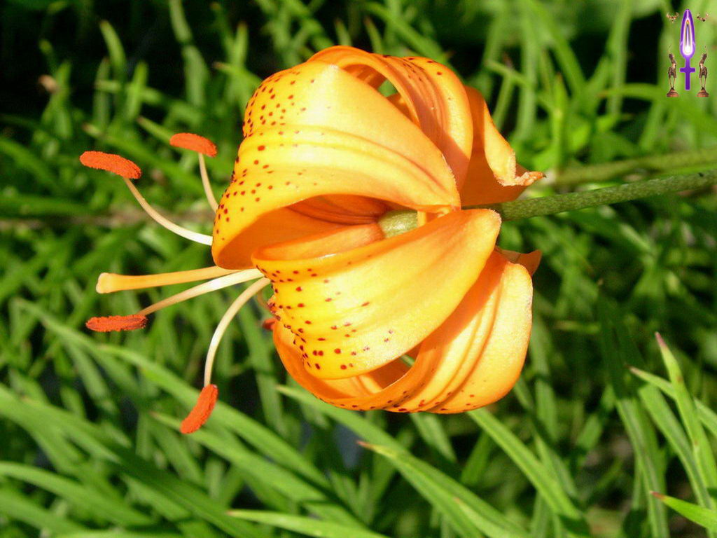 Croix de Lumière, Photo de la Série I No 9 